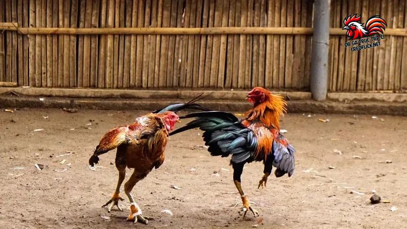 Trang Chủ 6 Áp dụng một vài mẹo hay để có thể trải nghiệm đá gà trực tuyến tốt hơn