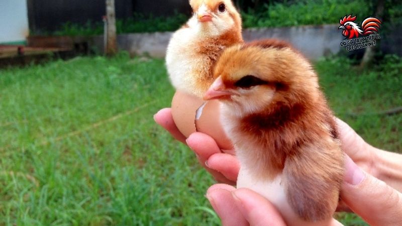 Cách chọn gà đá cựa sắt theo kinh nghiệm người chơi lâu năm 4 Cách chọn gà đá cựa sắt hay từ giai đoạn gà con mới nở