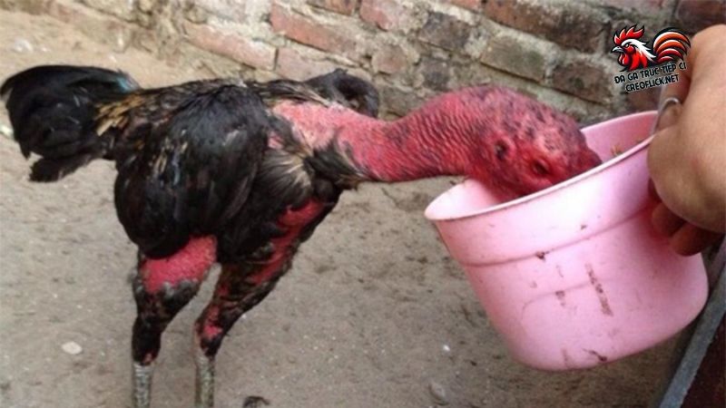 Cách nuôi gà chọi ra trường thành công mỹ mãn cho kê sư 5 Cách nuôi gà chọi ra trường theo chế độ tập luyện và ăn uống