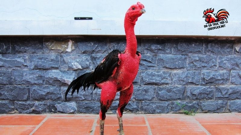 Gà chọi nòi - Giống chiến kê bất bại cực khủng ở Việt Nam 5 Gà chọi nòi - các giống được phổ biến hàng đầu hiện nay