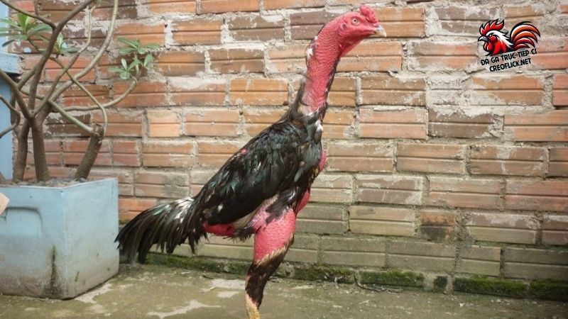 Gà chọi nòi - Giống chiến kê bất bại cực khủng ở Việt Nam 4 Gà chọi nòi có ngoài hình cơ bắp và trụ vững