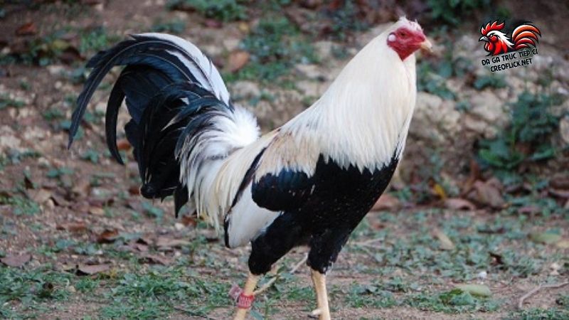 Tìm gà Mỹ rặc có khó không? Cách phân biệt gà Mỹ rặc và lai 5 Gà Mỹ rặc có nguồn gốc, tông dòng rõ ràng