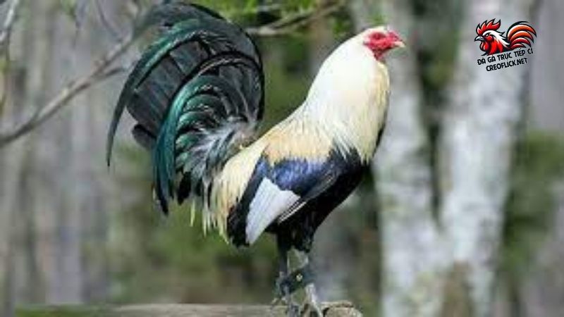 Tìm gà Mỹ rặc có khó không? Cách phân biệt gà Mỹ rặc và lai 6 Gà Mỹ rặc có sự trân quý kể cả là tại Đá Gà Trực Tiếp C1