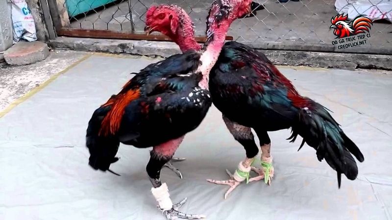 Cách nuôi gà chọi ra trường thành công mỹ mãn cho kê sư 6 Giai đoạn cuối khi áp dụng cách nuôi gà chọi ra trường
