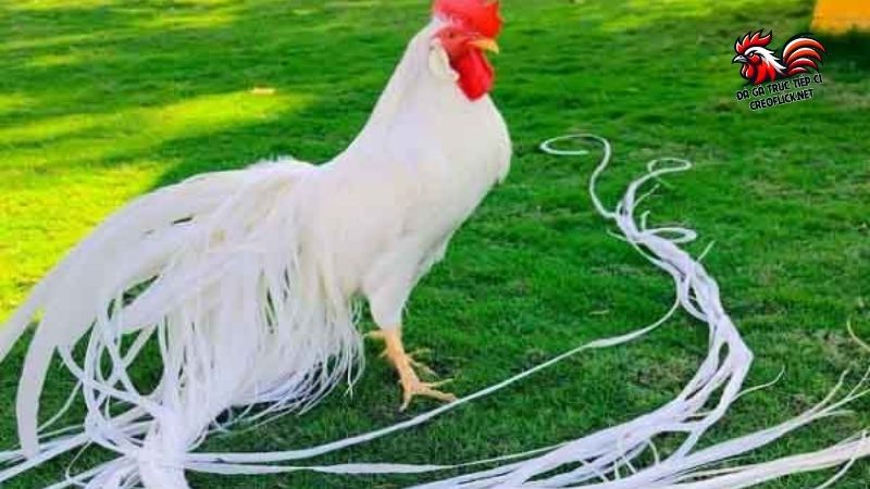 Top giống gà đẹp nhất thế giới - nhìn 1 lần là say đắm 5 Giống gà đẹp nhất thế giới hàng top - Onagadori