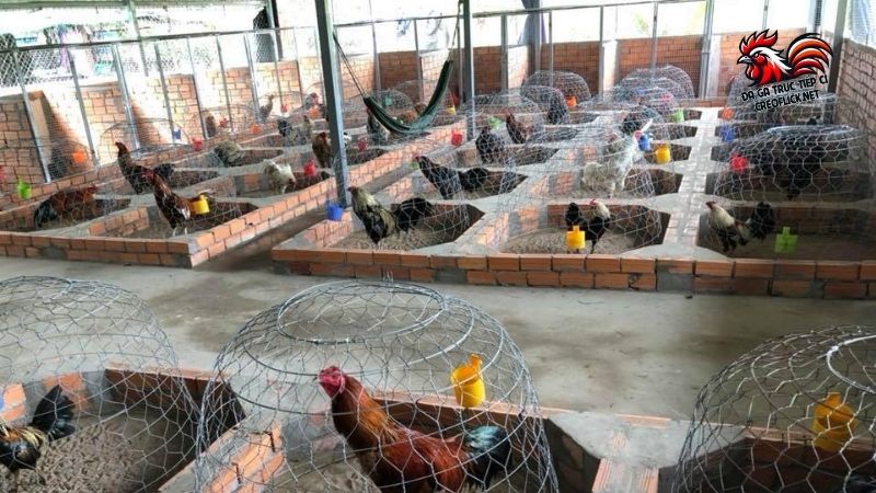 Tìm trại gà Cao Lãnh chất lượng, uy tín để tuyển gà chuẩn 6 Kinh nghiệm lựa chọn khi tham quan trại gà Cao Lãnh
