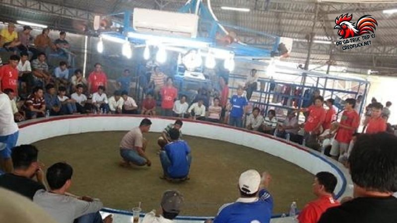 Trường gà Campuchia-Điểm đến thượng hạng cho sư kê Việt 6 Một số kinh nghiệm hay cho người sắp tham quan trường gà Campuchia