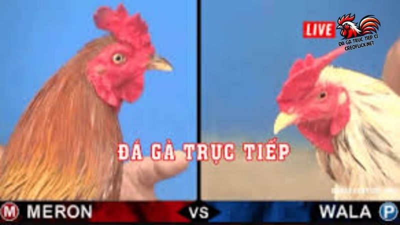 Trực tiếp đá gà Thomo hôm nay, gà giải C1, C2, C3 mới nhất 5 Những lý do khiến cho trực tiếp đá gà Thomo hôm nay được yêu thích