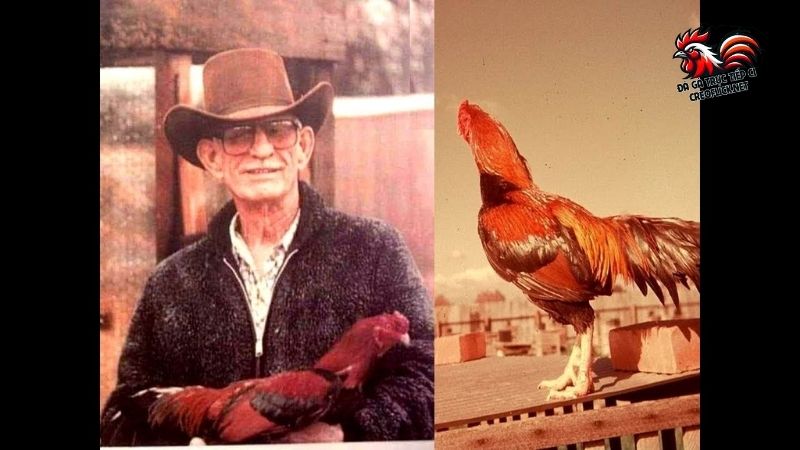 Gà Asil Bobby Boles là gì? Ngoại hình, tính cách và kỹ năng 5 Ngoại hình cực chất của gà Asil Bobby Boles