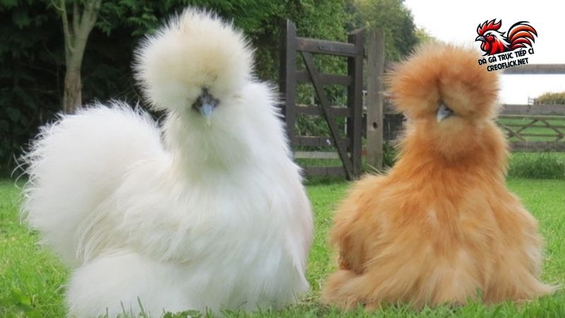 Top giống gà đẹp nhất thế giới - nhìn 1 lần là say đắm 6 Silkie cũng được xem như là một trong những giống gà đẹp nhất thế giới