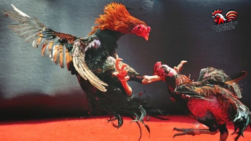 Đá gà trực tiếp mới nhất hôm nay, cập nhật chuẩn từng giây 6 Hai bước đơn giản để tối ưu trải nghiệm khi xem đá gà trực tiếp