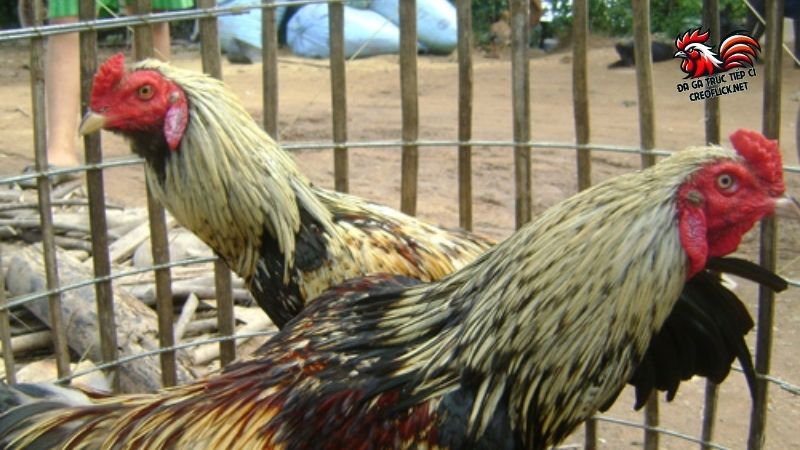 Tìm trại gà Cao Lãnh chất lượng, uy tín để tuyển gà chuẩn 4 Trại gà Cao Lãnh là nơi tuyệt vời để tuyển chọn gà đá chuẩn