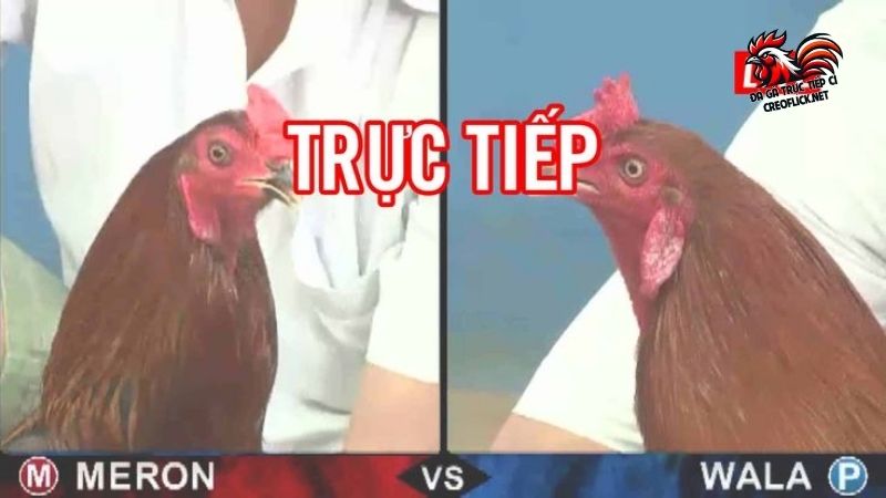 Trực tiếp đá gà Thomo hôm nay, gà giải C1, C2, C3 mới nhất 4 Trực tiếp đá gà Thomo hôm nay - Cập nhật chuẩn và nhanh chóng nhất