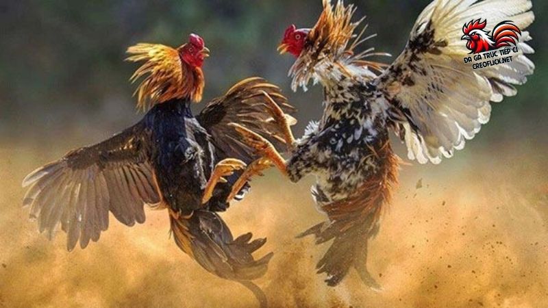 Đá gà trực tiếp mới nhất hôm nay, cập nhật chuẩn từng giây 5 Xu thế xem đá gà trực tiếp hoàn toàn mới trong thời đại công nghệ số